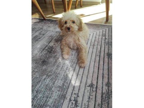 Maltipoo erkek yavrumuz