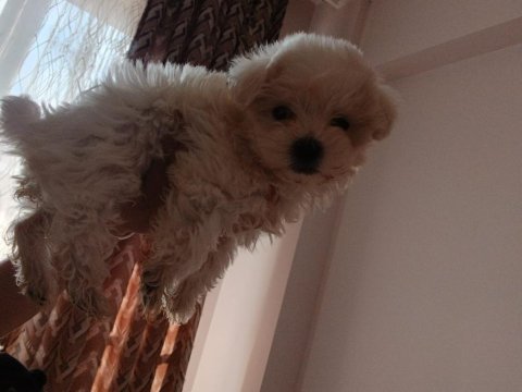 Maltese terrier yavru dişi