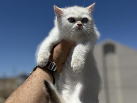 Çok özel beyaz mavi gözlü british shorthair ler