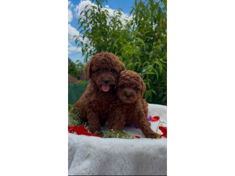 Orjinal teacup red poodle yavrular