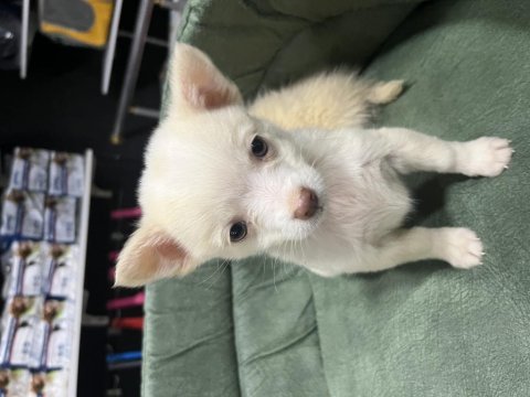Büyümeyen küçük evde bakılacak köpeğimiz