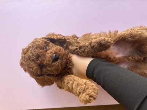 Erkek poodle bebeğimiz (ev doğumu)