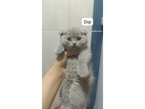 British shorthair 55 günlük