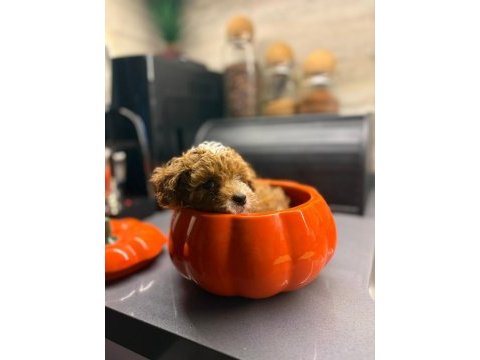 Maltipoo yavrularım orijinal