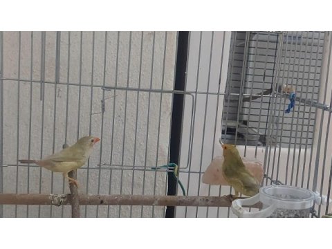 Star finch yıldız ispinozu