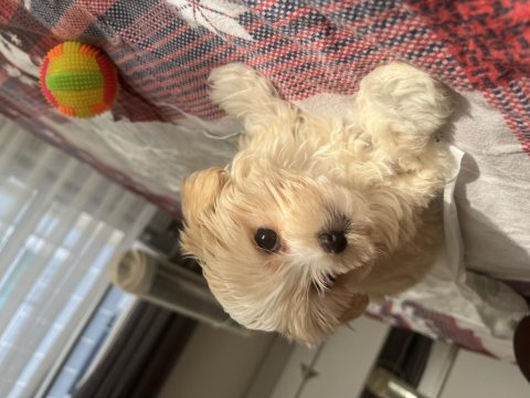 Tea cup erkek yavru maltipoo