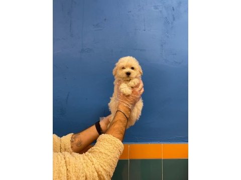 A+ maltese yavrular