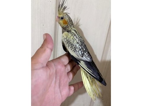 50 günlük kusursuz pearl sultan papağanı bebek
