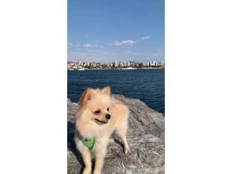 1 yaşında dişi pomerian bo yeni yuvasını arıyor