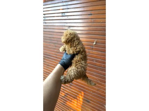 Kore poodle üst düzey poodle yavrusu yeni yuvasını arıyor