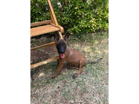 Yavru malinois köpeği