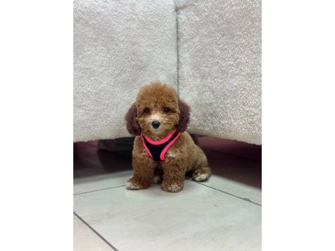 4.5 aylık toy poodle yavrumuz