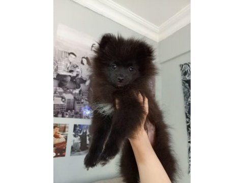 Bu pomeranian yavrular kaçmaz