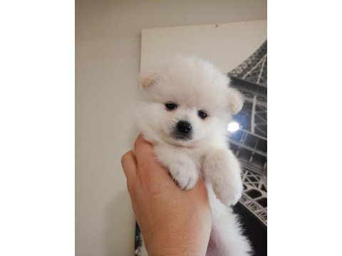 Pomeranian dişi erkek