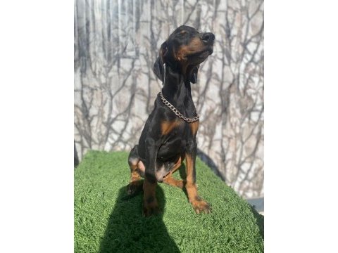 Dev doberman yavruları king