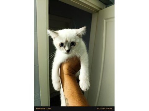 British shorthair yavruları