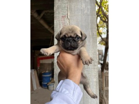 A kalite pug yavrularımız gül kuyruk teslime hazır