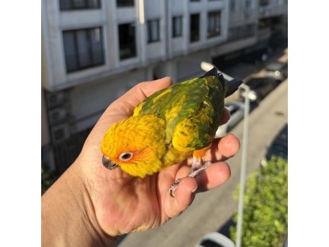 Yavru güneş konur papağanı