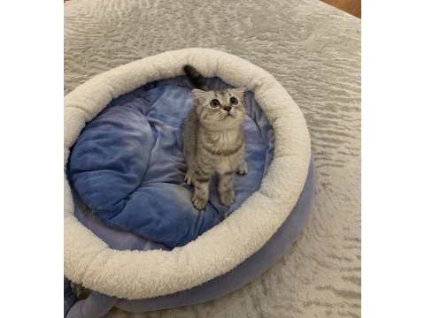 Güzel british shorthair kızımız sahiplendirilecek