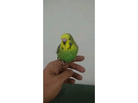 Evcil uysal ele alışık muhabbet kuşu yavrular