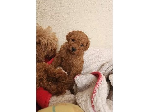 Toy poodle minik köpekler