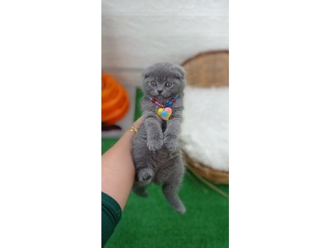 En kalitelisini isteyene scottish fold