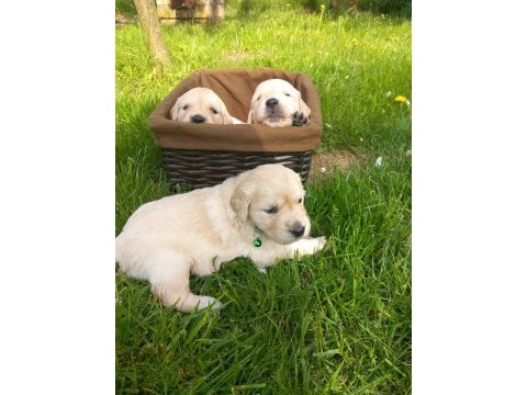 Golden retriever yavrular istenirse kapınıza teslim