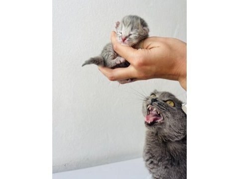 Scottish fold yavrumuz