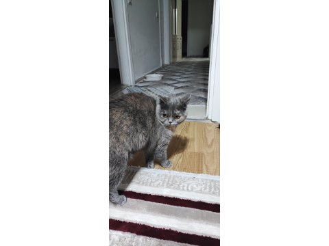 Harika bir ponçik kedimiz