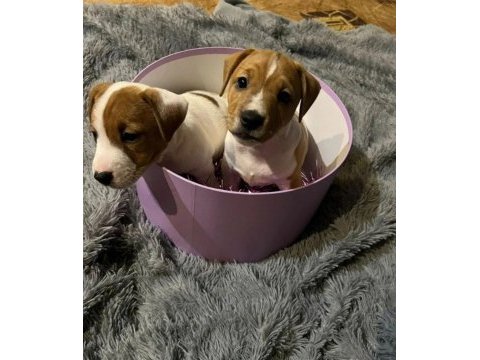 Çok zeki jack russell çocuklar