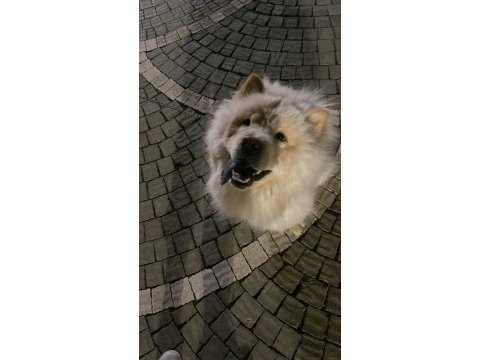 Çin aslanı köpeğimi ücretsiz sahiplendiriyorum