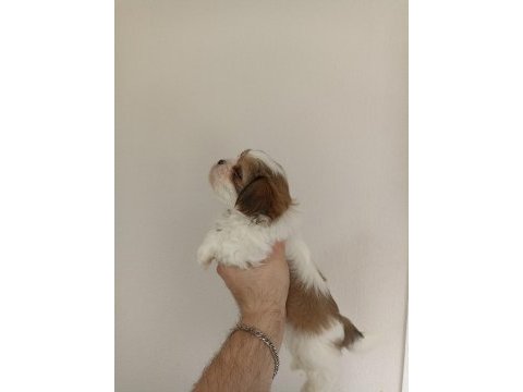 Shih-tzu yavrularımız
