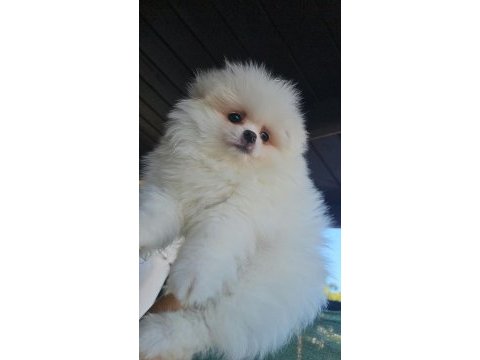 Pomeranian boo ayı surat erkek