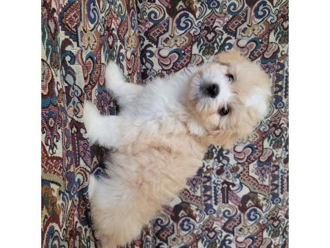 Maltipoo dişi ve erkek yavrular