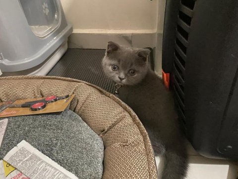4 aylık scottish fold miniklerim acil sahiplendirilecektir