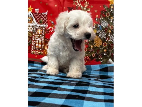 Maltese terrier yavruları