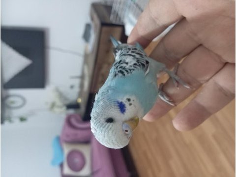 Muhabbet kuşu 1 aylık