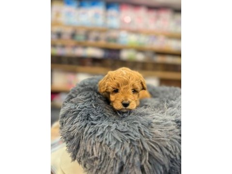 Orjinal babyface maltipoo bebeklerimiz