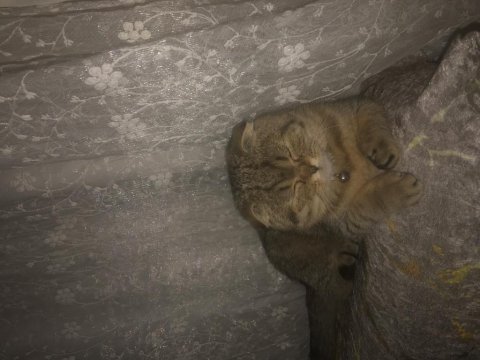 Scottish fold 7 aylık