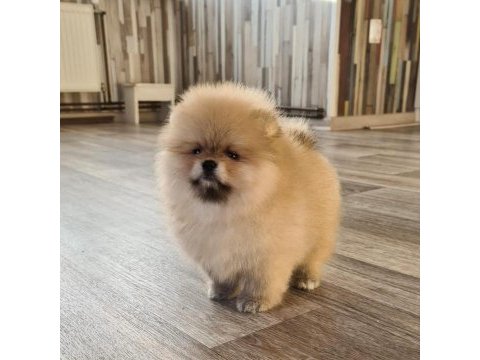 Pomeranian boo yavruları