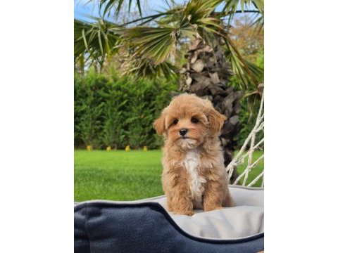 Mükemmel kalitede maltipoo bebeklerimiz