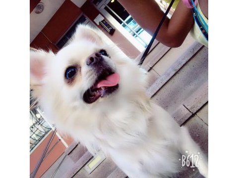Chihuahua şivava evlatlarım yeni yuvasını arıyor