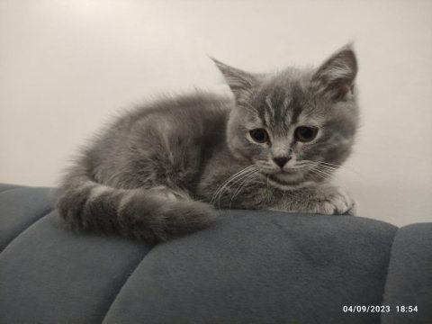 2.5 aylık scottish straıght kedi sahiplendirilecek