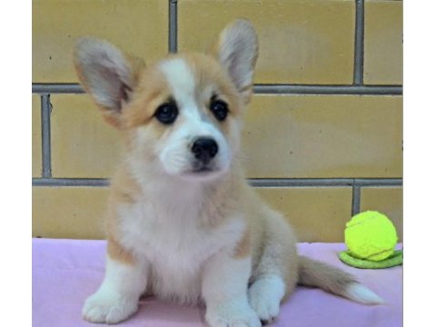 Fci secereli corgi yavruları