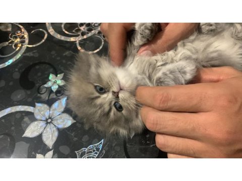 2 aylık şirin british longhair yavrular