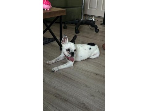 8 aylık tüm aşıları kimlik çip tam dişi french bulldog