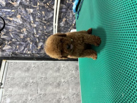 Üst kalite toy poodle yavrularımız teslime hazır