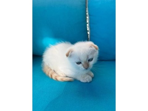 5 şirin yavru kedimiz yeni sahiplerini bekliyor