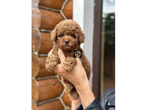 Toy poodle yavrumuz