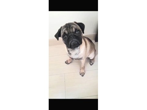 5 aylık pug mops acil